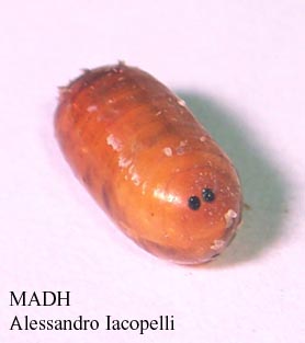 nascita strana